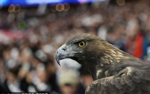 德甲彩经：法兰克福反客为主 圣保利主场拿分的精彩对决